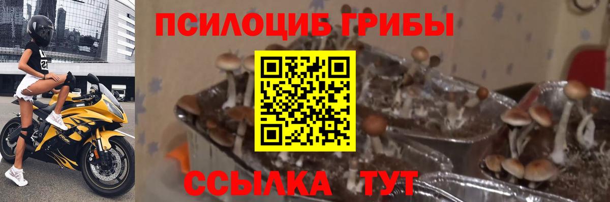 Ковров  Псилоцибиновые грибы ЛСД  Вход с VPN 